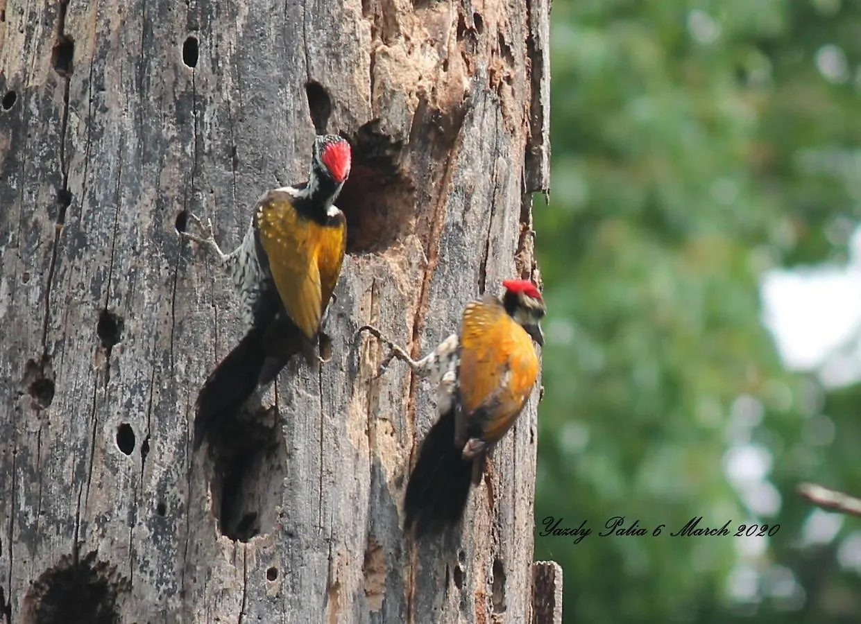 Woodside Homestay Wayanad Batheri