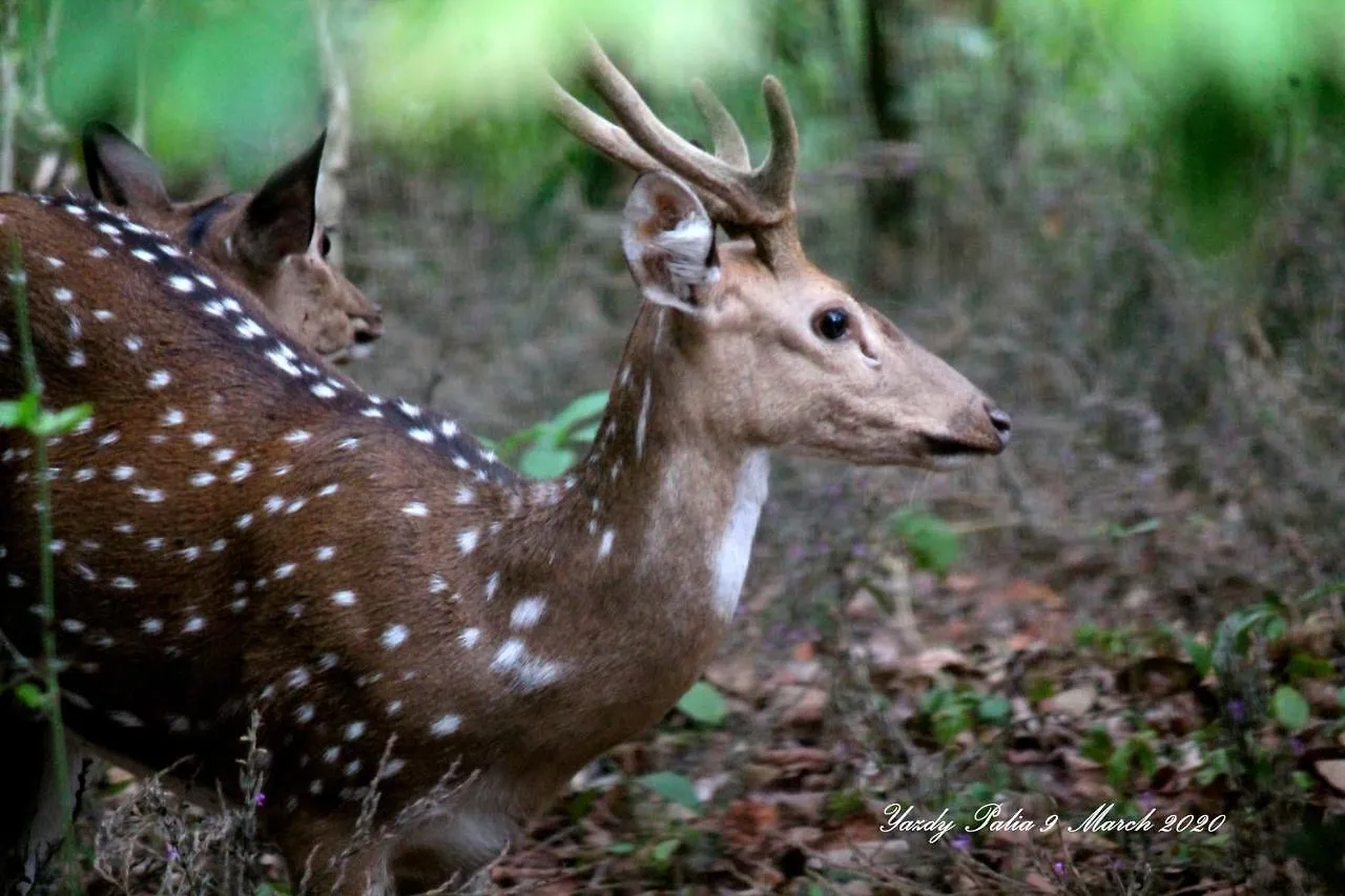 Woodside Homestay Wayanad Batheri India