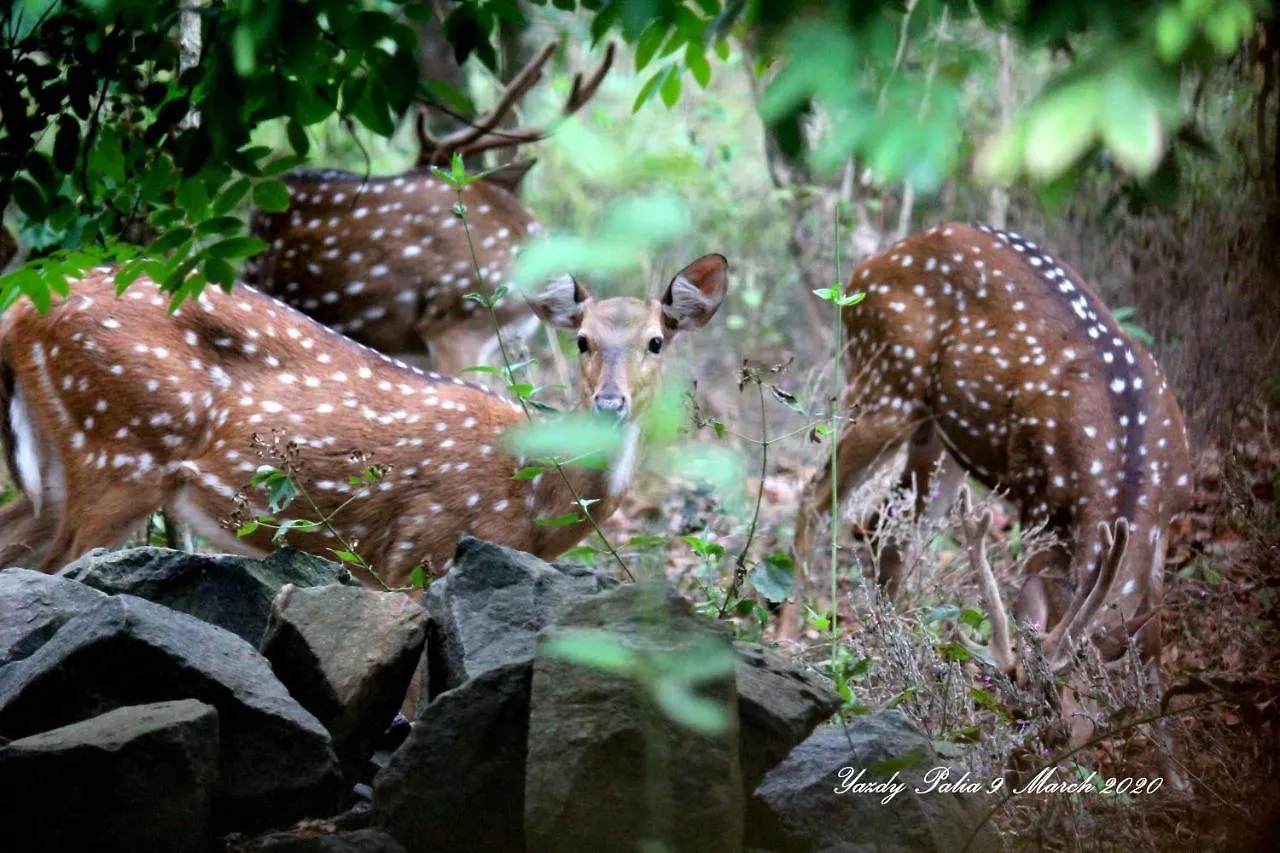 Woodside Homestay Wayanad Batheri